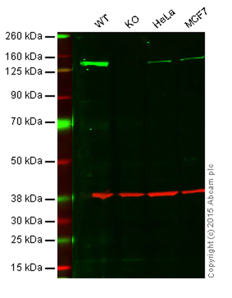 Western blot - Anti-HAUSP / USP7 antibody [EPR4254] - BSA and Azide free (AB247763)