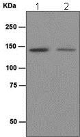 Western blot - Anti-HAUSP / USP7 antibody [EPR4254] - BSA and Azide free (AB247763)