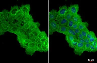 Immunocytochemistry/ Immunofluorescence - Anti-HAX1 antibody (AB137613)