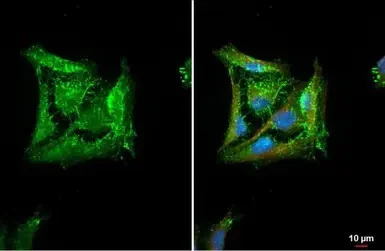 Immunocytochemistry/ Immunofluorescence - Anti-HAX1 antibody (AB137613)