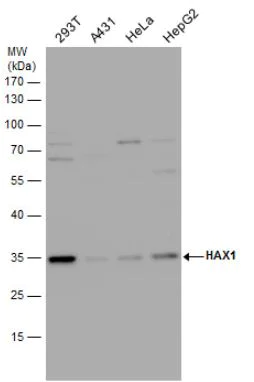 Western blot - Anti-HAX1 antibody (AB137613)