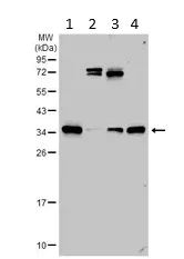 Western blot - Anti-HAX1 antibody (AB137613)