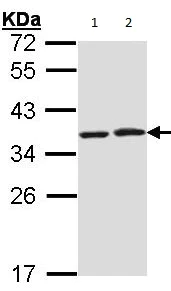 Western blot - Anti-HAX1 antibody (AB137613)