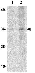 Western blot - Anti-HAX1 antibody (AB78939)