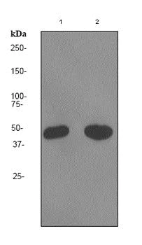 Western blot - Anti-HB9/HLXB9/MNX1 antibody [EPR3342] - BSA and Azide free (AB247504)