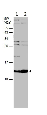 Western blot - Anti-HBE antibody - N-terminal (AB228709)