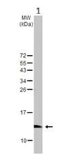 Western blot - Anti-HBE antibody - N-terminal (AB228709)