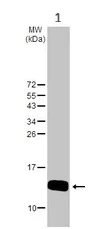 Western blot - Anti-HBE antibody - N-terminal (AB228709)
