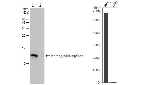Western blot - Anti-HBE antibody - N-terminal (AB228709)