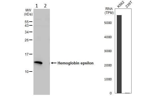 Western blot - Anti-HBE antibody - N-terminal (AB228709)