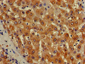 Immunohistochemistry (Formalin/PFA-fixed paraffin-embedded sections) - Anti-HBLD2 antibody (AB234651)