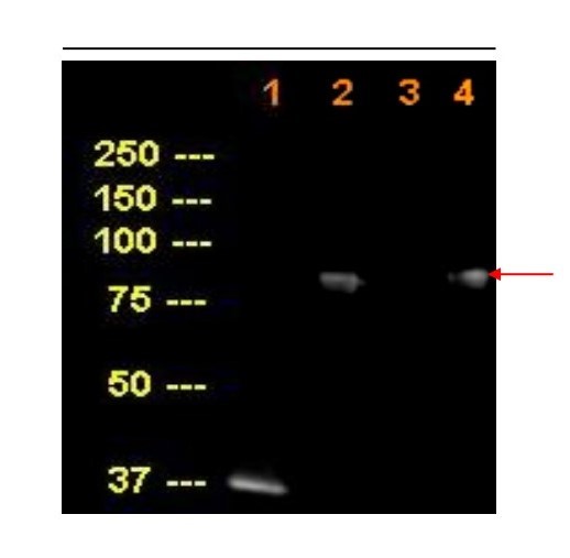 Western blot - Anti-HBS1L antibody (AB104519), expandable thumbnail