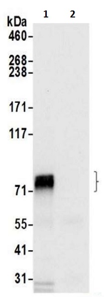 Immunoprecipitation - Anti-HBS1L antibody (AB217067)