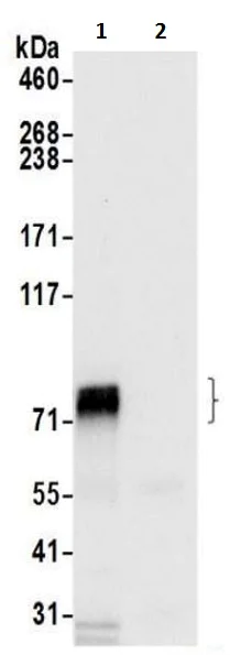 Immunoprecipitation - Anti-HBS1L antibody (AB217067)