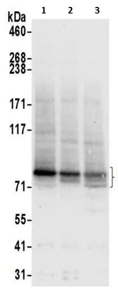 Western blot - Anti-HBS1L antibody (AB217067)