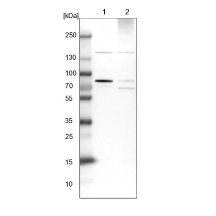 Western blot - Anti-HBS1L antibody (AB224476)