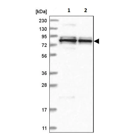 Western blot - Anti-HBS1L antibody (AB224476)