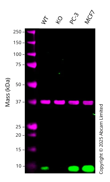 Western blot - Anti-HBXIP antibody [EPR11531(B)] (AB157480)
