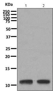Western blot - Anti-HBXIP antibody [EPR11531(B)] (AB157480)
