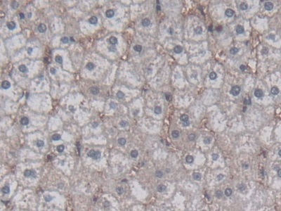 Immunohistochemistry (Formalin/PFA-fixed paraffin-embedded sections) - Anti-HC-II antibody (AB232859)