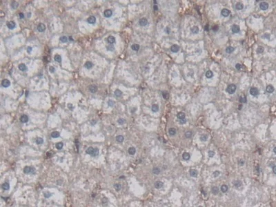 Immunohistochemistry (Formalin/PFA-fixed paraffin-embedded sections) - Anti-HC-II antibody (AB232859)
