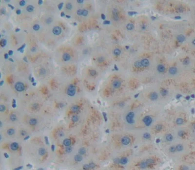 Immunohistochemistry (Formalin/PFA-fixed paraffin-embedded sections) - Anti-HC-II antibody (AB232859)