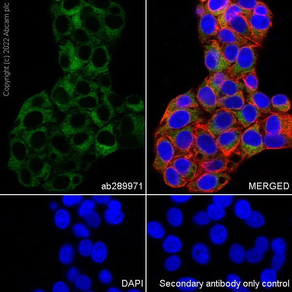 Immunocytochemistry/ Immunofluorescence - Anti-HC-II antibody [EPR25618-1] (AB289971)