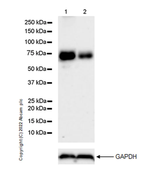 Western blot - Anti-HC-II antibody [EPR25618-1] - BSA and Azide free (AB289996)