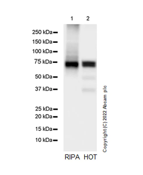 Western blot - Anti-HC-II antibody [EPR25618-1] - BSA and Azide free (AB289996)