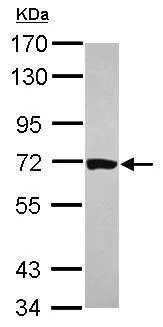 Western blot - Anti-HCC1 antibody (AB229238)