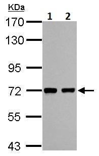 Western blot - Anti-HCC1 antibody (AB229238)