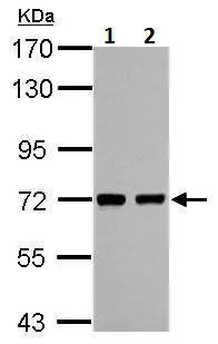 Western blot - Anti-HCC1 antibody (AB229238)