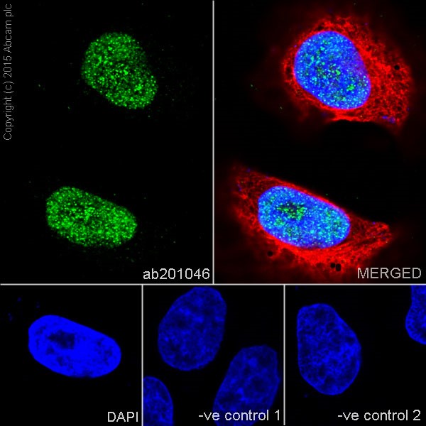 Immunocytochemistry/ Immunofluorescence - Anti-HCE antibody [EPR19384] (AB201046)