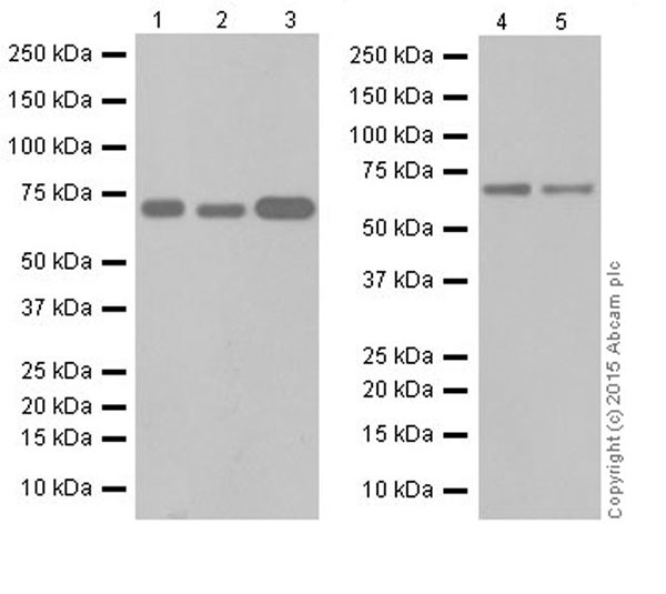 Western blot - Anti-HCE antibody [EPR19384] (AB201046)