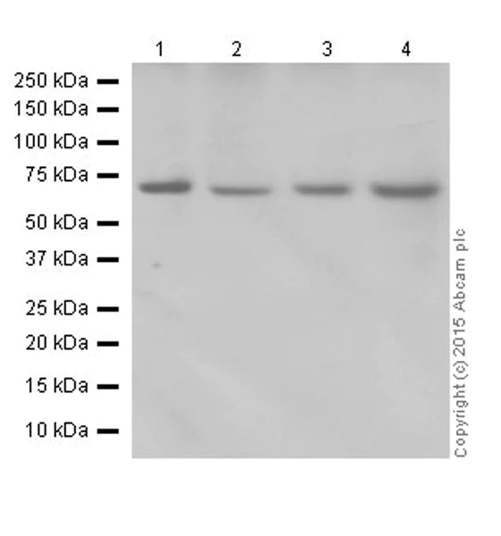 Western blot - Anti-HCE antibody [EPR19384] (AB201046)