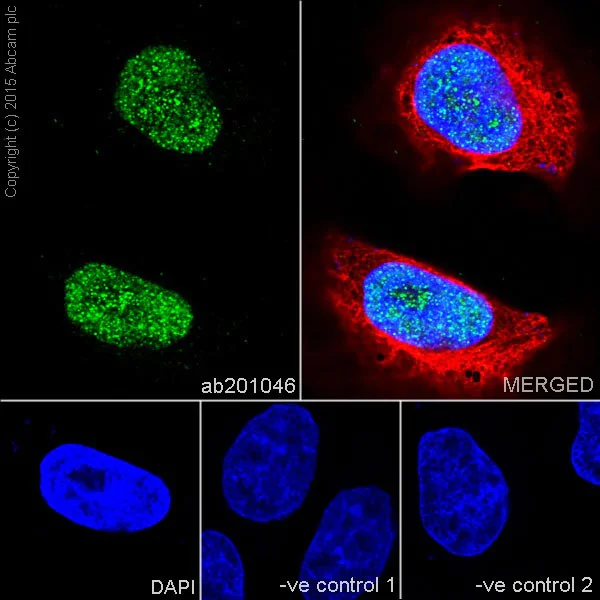 Immunocytochemistry/ Immunofluorescence - Anti-HCE antibody [EPR19384] - BSA and Azide free (AB251333)