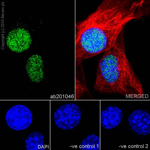 Immunocytochemistry/ Immunofluorescence - Anti-HCE antibody [EPR19384] - BSA and Azide free (AB251333)
