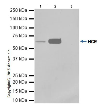 Immunoprecipitation - Anti-HCE antibody [EPR19384] - BSA and Azide free (AB251333)