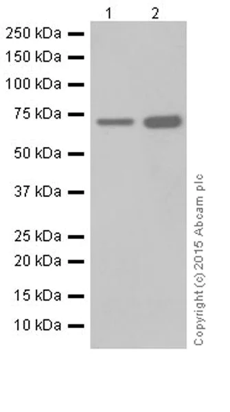 Western blot - Anti-HCE antibody [EPR19384] - BSA and Azide free (AB251333)