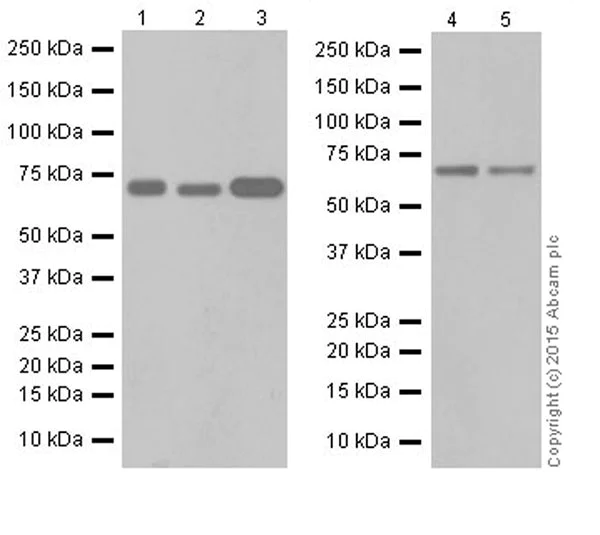 Western blot - Anti-HCE antibody [EPR19384] - BSA and Azide free (AB251333)
