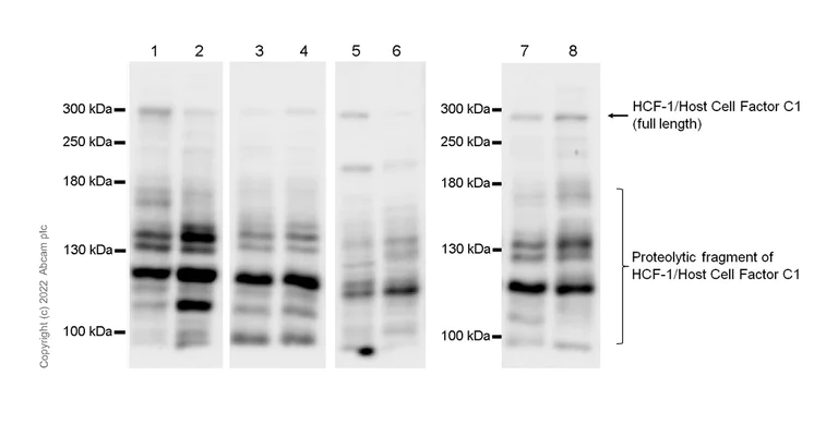 Western blot - Anti-HCF-1 / Host Cell Factor C1 antibody [EPR25290-18] (AB289975)