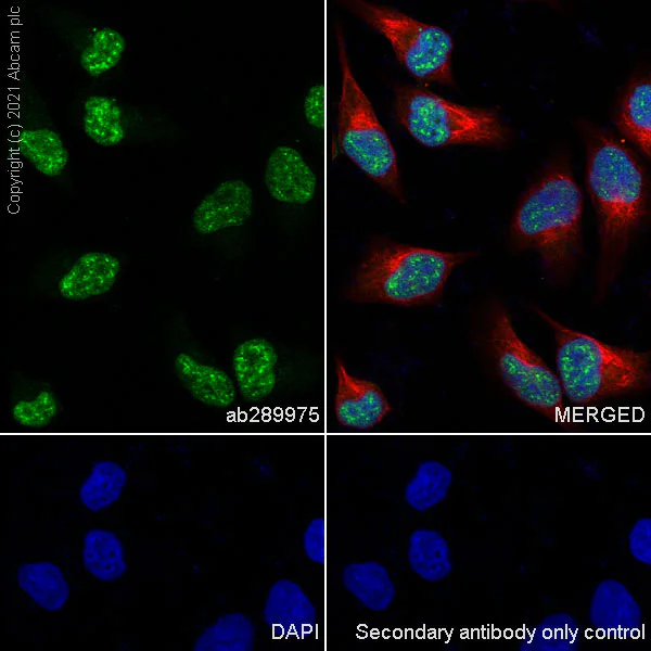 Immunocytochemistry/ Immunofluorescence - Anti-HCF-1 / Host Cell Factor C1 antibody [EPR25290-18] - BSA and Azide free (AB290000)