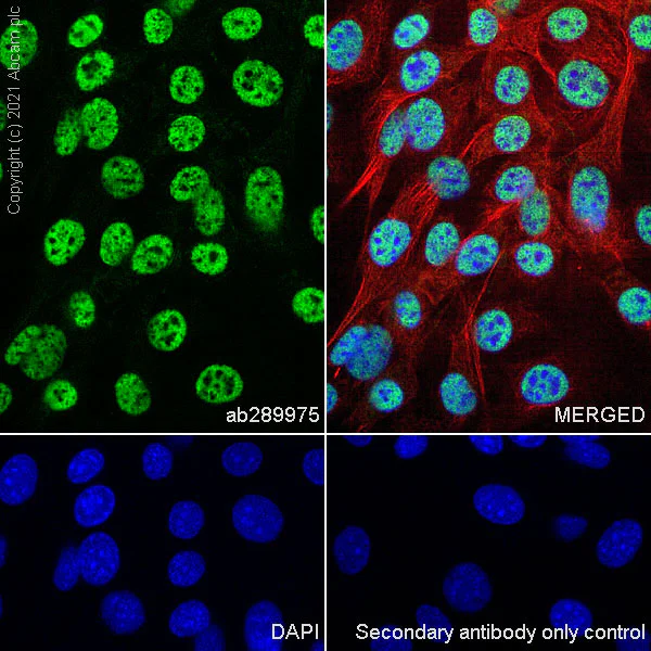 Immunocytochemistry/ Immunofluorescence - Anti-HCF-1 / Host Cell Factor C1 antibody [EPR25290-18] - BSA and Azide free (AB290000)