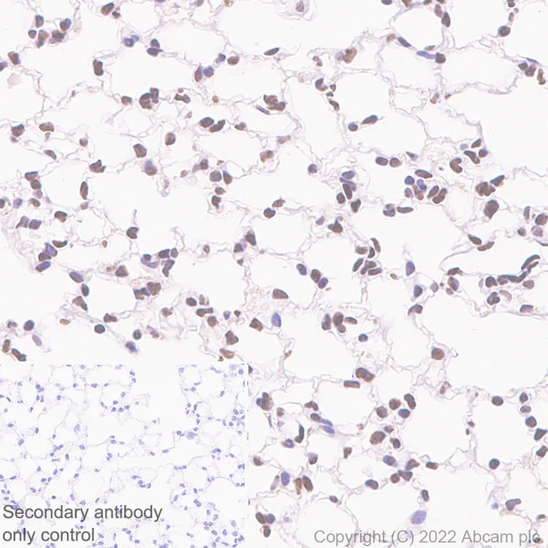 Immunohistochemistry (Formalin/PFA-fixed paraffin-embedded sections) - Anti-HCF-1 / Host Cell Factor C1 antibody [EPR25290-18] - BSA and Azide free (AB290000)