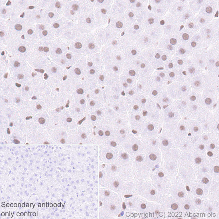 Immunohistochemistry (Formalin/PFA-fixed paraffin-embedded sections) - Anti-HCF-1 / Host Cell Factor C1 antibody [EPR25290-18] - BSA and Azide free (AB290000)
