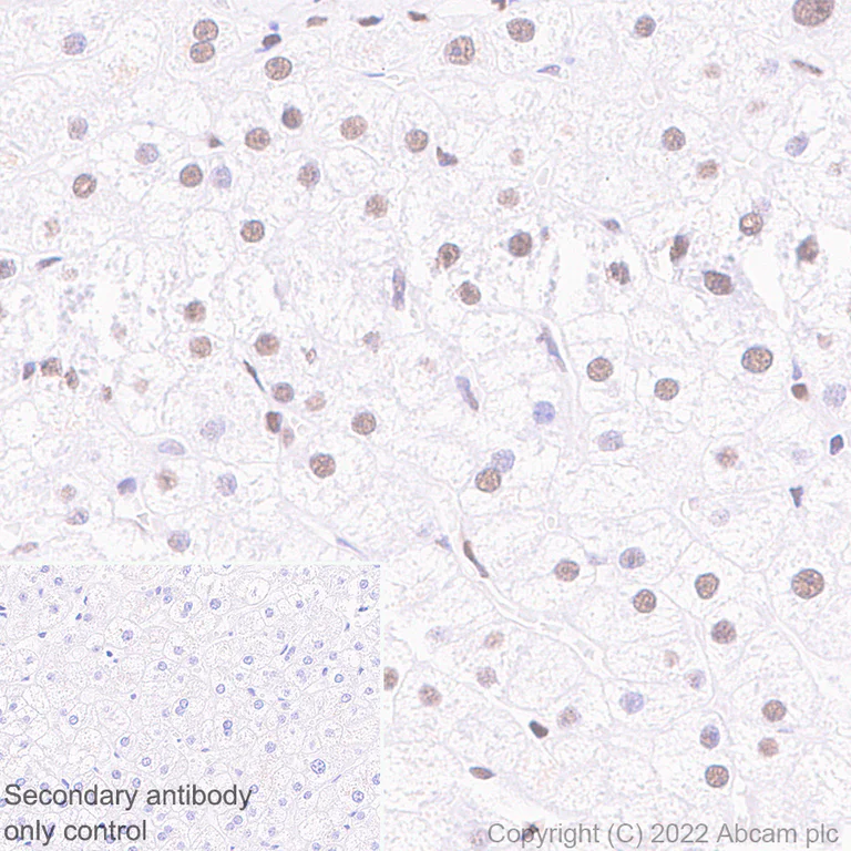 Immunohistochemistry (Formalin/PFA-fixed paraffin-embedded sections) - Anti-HCF-1 / Host Cell Factor C1 antibody [EPR25290-18] - BSA and Azide free (AB290000)