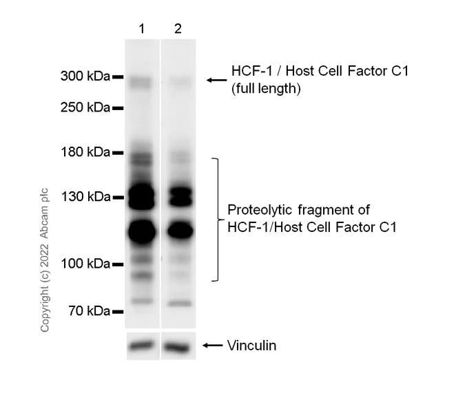 Western blot - Anti-HCF-1 / Host Cell Factor C1 antibody [EPR25290-18] - BSA and Azide free (AB290000)