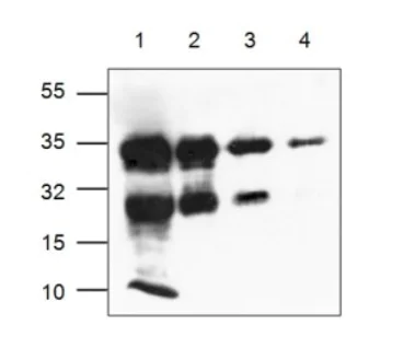 Western blot - Anti-hCG antibody (AB54410)