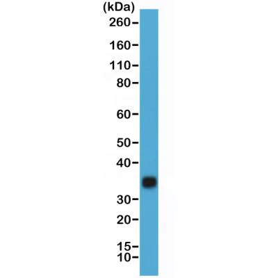 Western blot - Anti-hCG antibody [RM330] (AB238319)