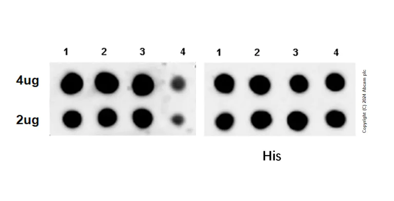 Dot Blot - Anti-hCG beta antibody [EPR28726-38] (AB317567)